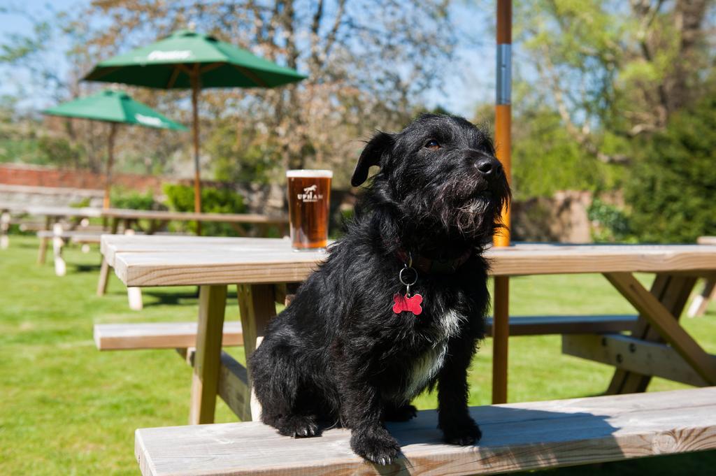 Inn The White Hart, South Harting Petersfield